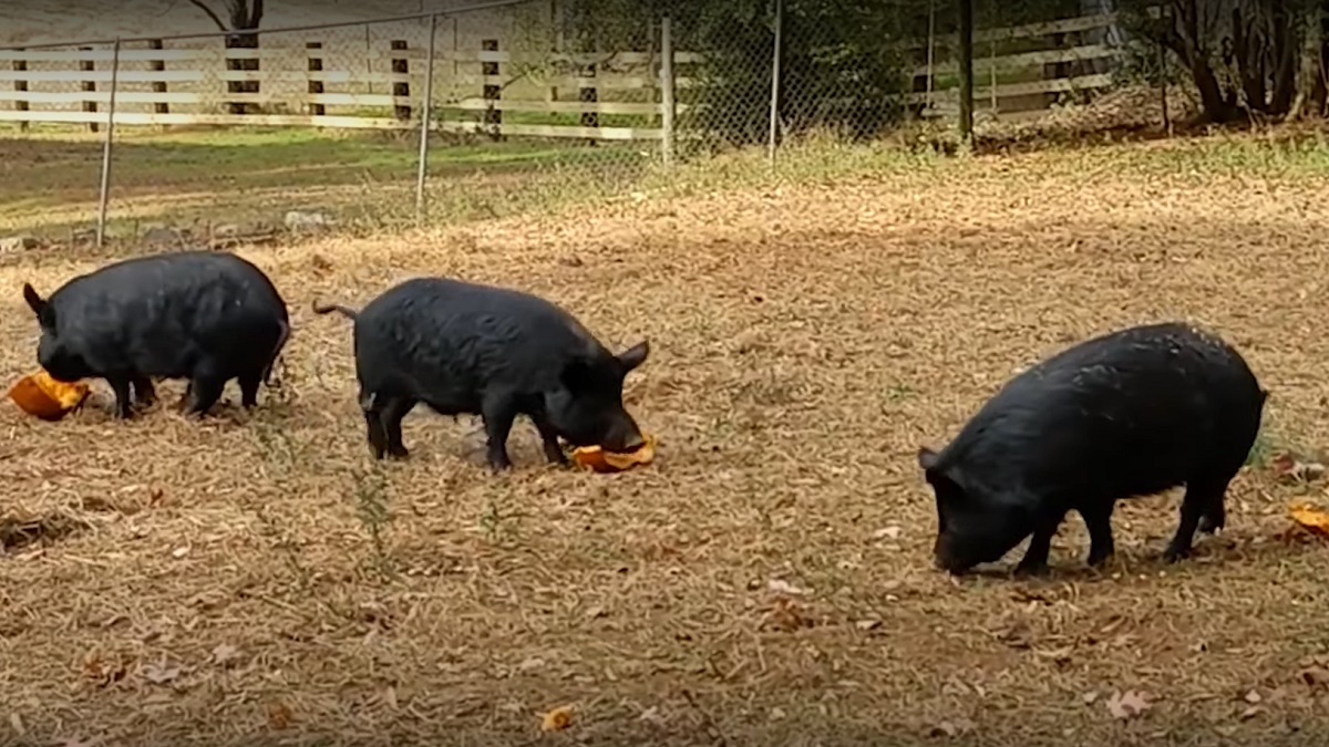 rescued pigs