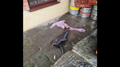 seal pup asks for help at the pub