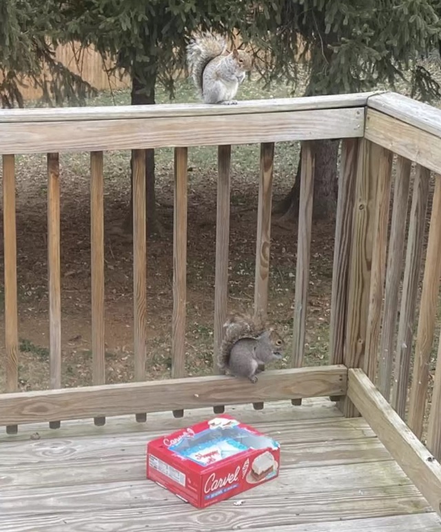 Sneaky squirrel who thought he got away is betrayed by his nose