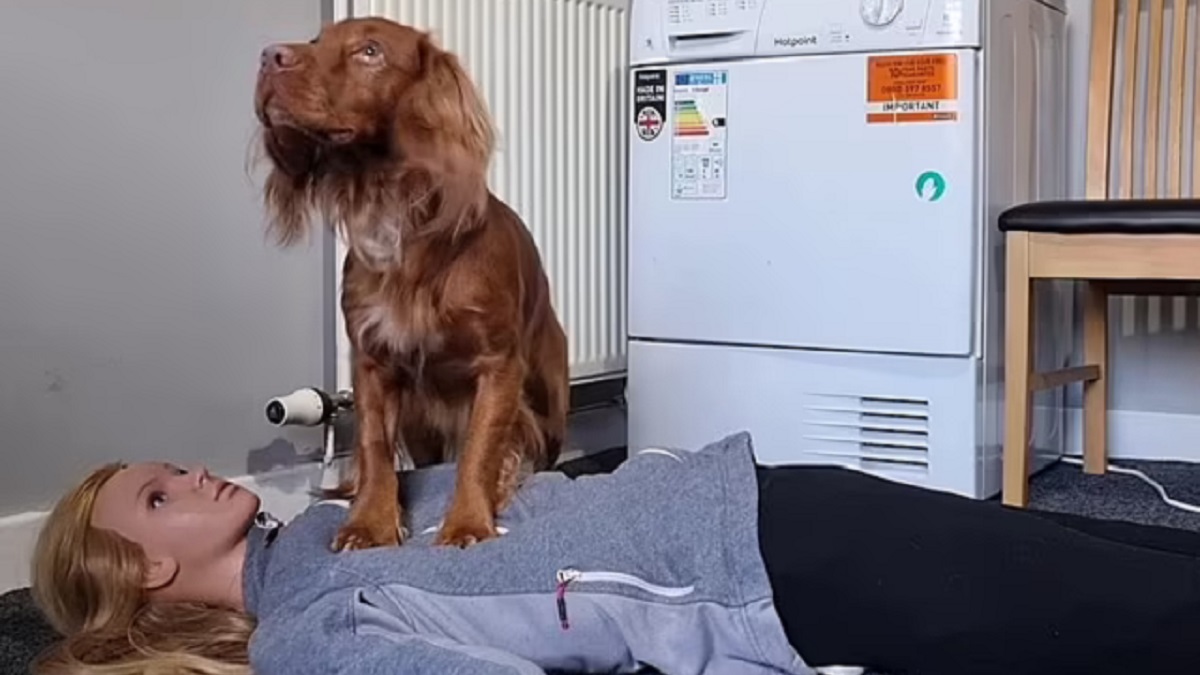 Clever cocker spaniel masters first aid and CPR