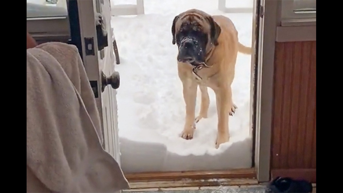 Dog refuses to go inside until dad clears snow in doorway