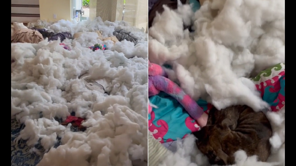 Dogs tear giant beanbag to pieces, then innocently nap in the mess