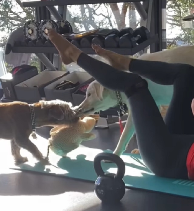 Adorable dogs interrupt Jennifer Aniston's Workout