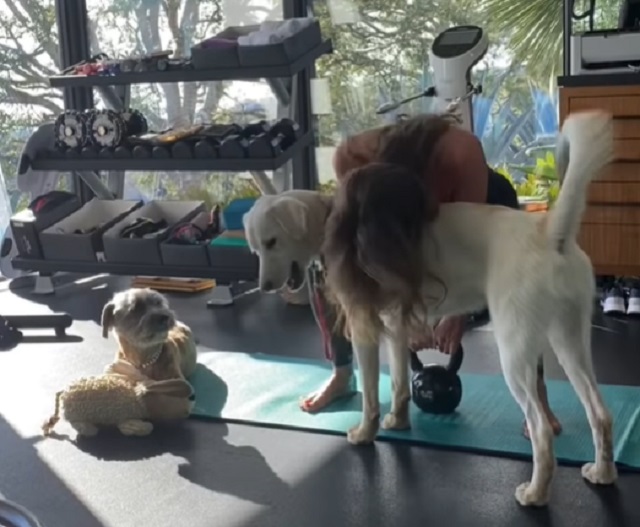 Adorable dogs interrupt Jennifer Aniston's Workout