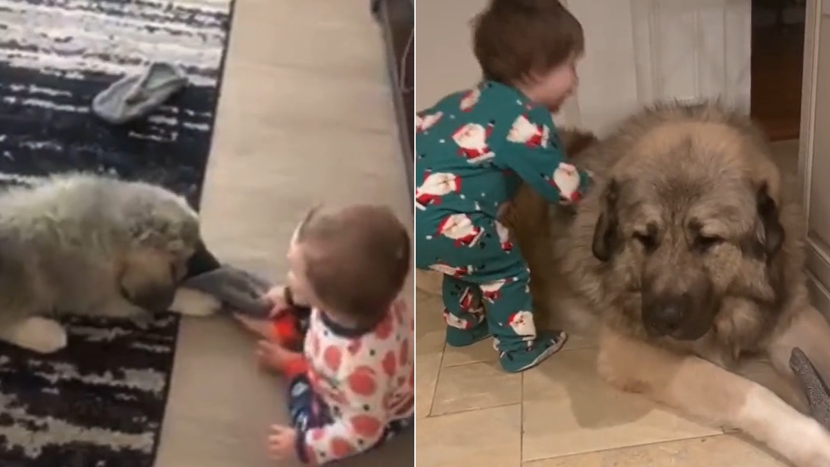 Puppy grows into 170-pound bear who towers over toddler BFF