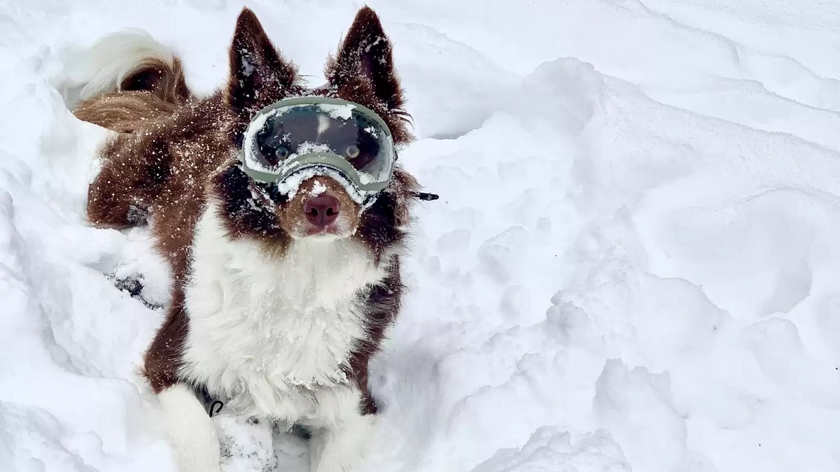 Snow-loving dog absolutely loves her new snow goggles