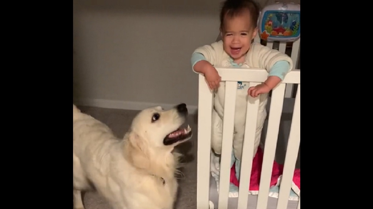 Sweet dog loves greeting baby sister each morning