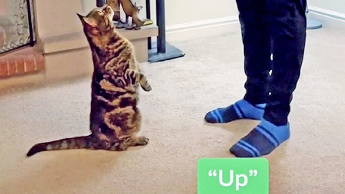 Talented cat masterfully performs multiple tricks