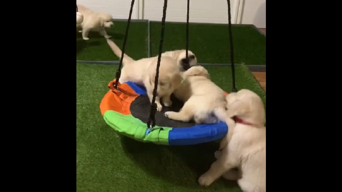 adorable puppies have fun with their new swing