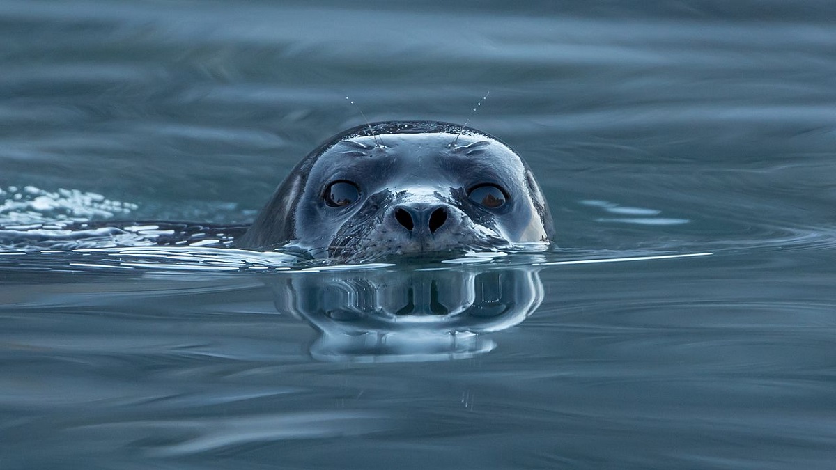 boater survives swimming for hours with help from friendly seal