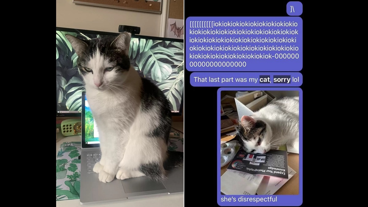 cat sitting on laptop keyboard to message coworkers