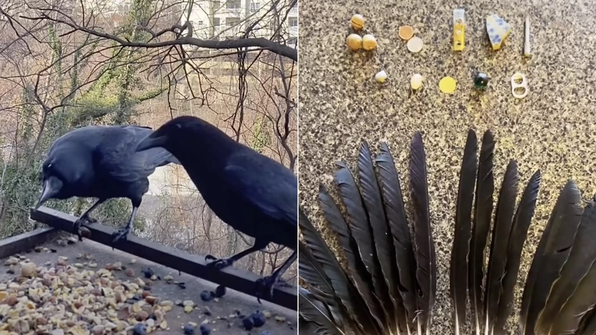 crows leave gifts for kind neighbor