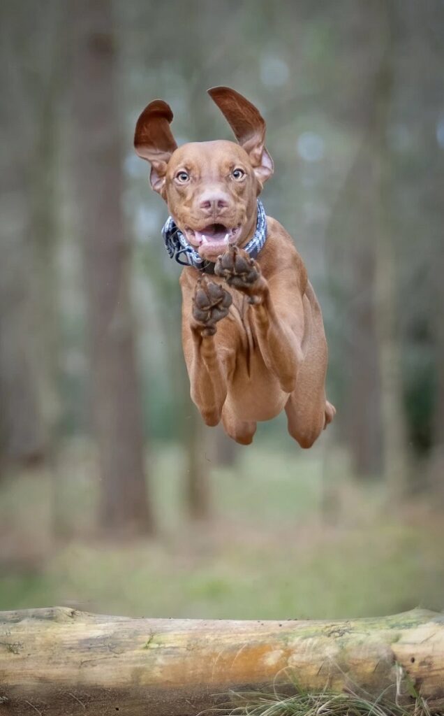 Photographer captures dogs 'mid-flight' 