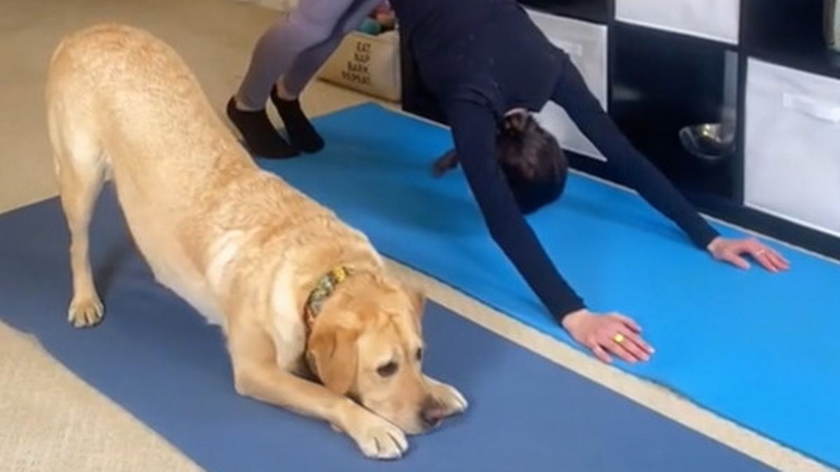 downward dog yoga pose