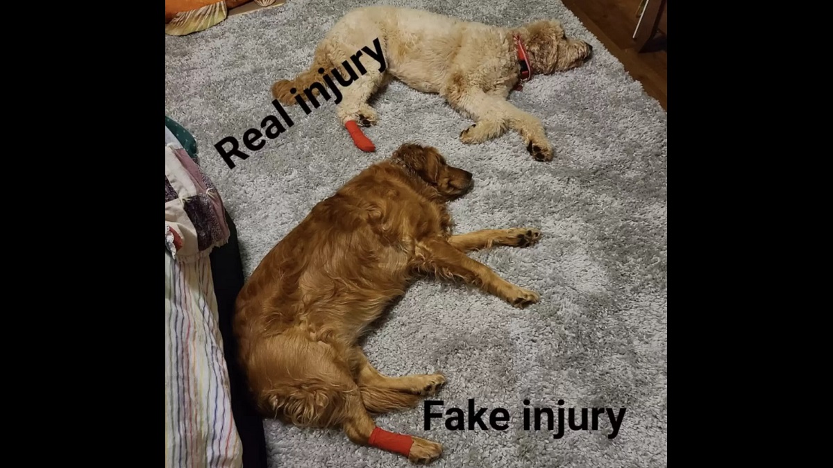 jealous dog fakes injury to get bandage like brother