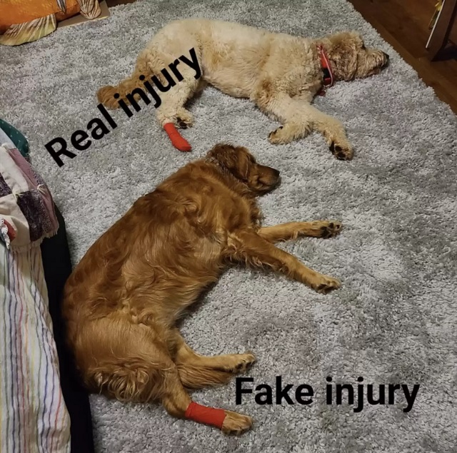 Jealous Dog Fakes An Injury After Her Brother Hurts His Paw