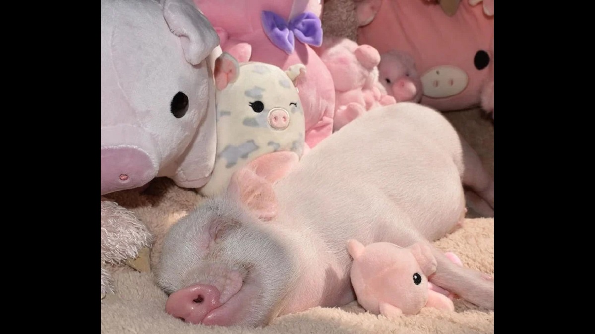 precious pet pigs