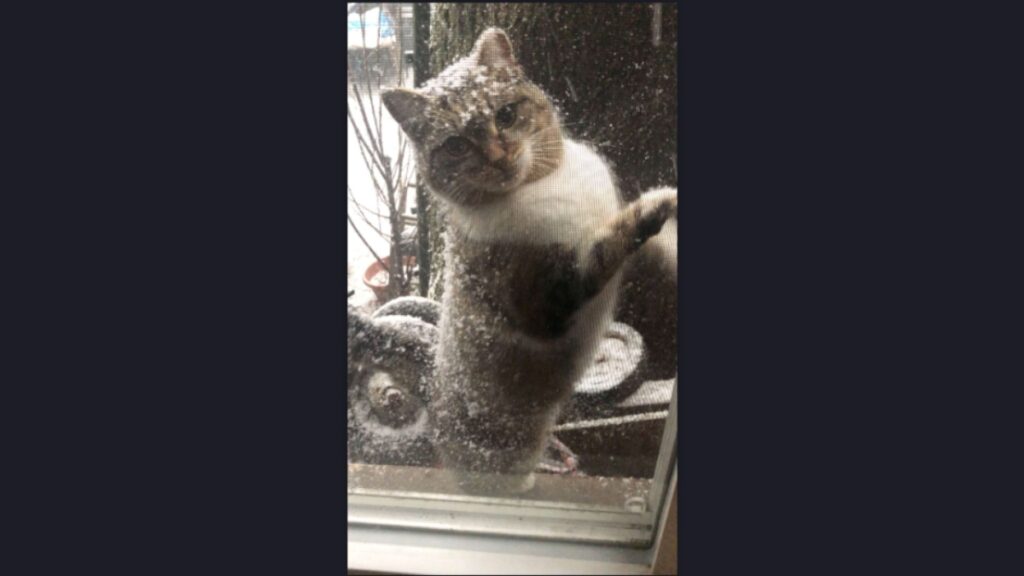 Cat With TwoColored Face Fathers More Adorable Kittens ) Healthy