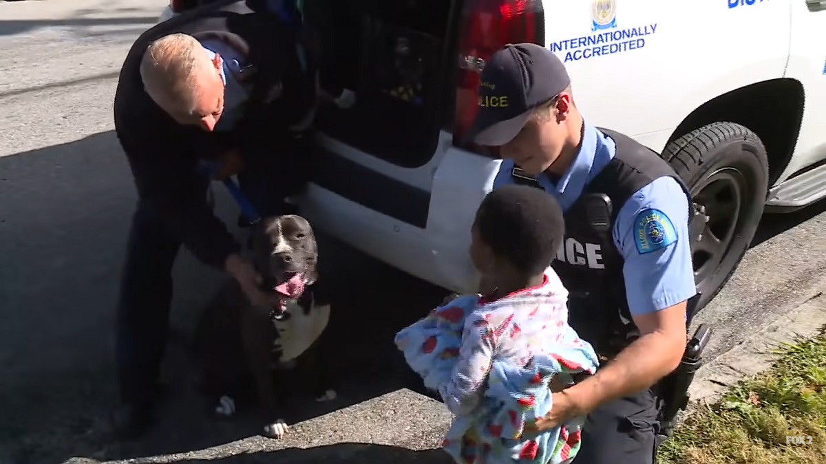 stray pit bull protects toddler while neighbor looked for his family