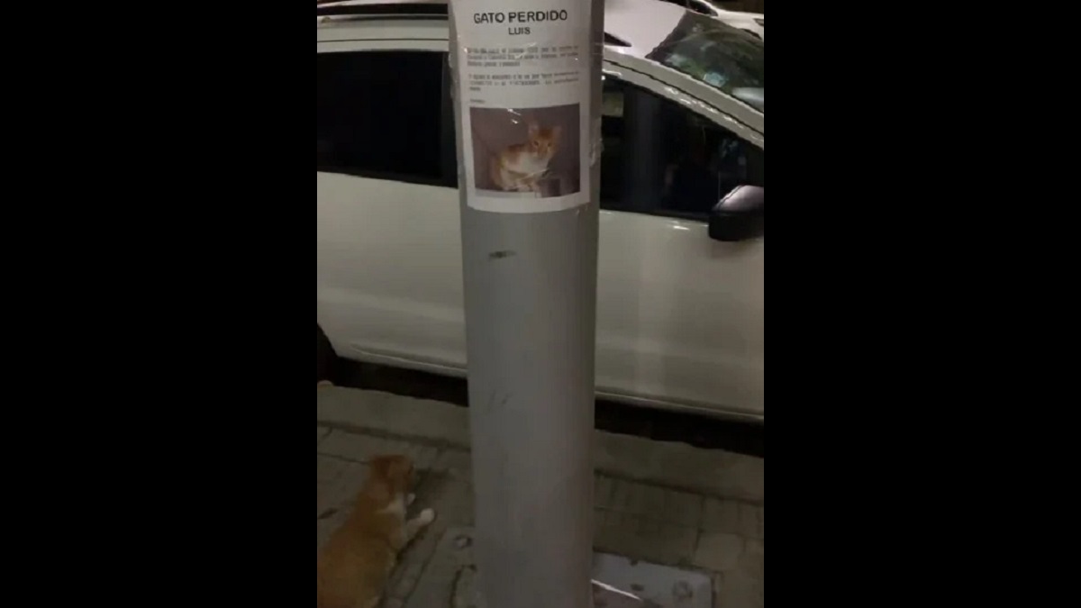 Cat found below missing poster of himself