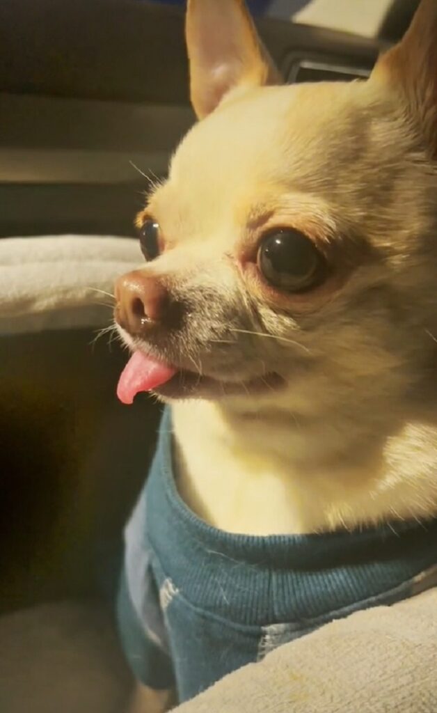 Chihuahua throws cute tantrum when Grandpa leaves him out of Costco trip
