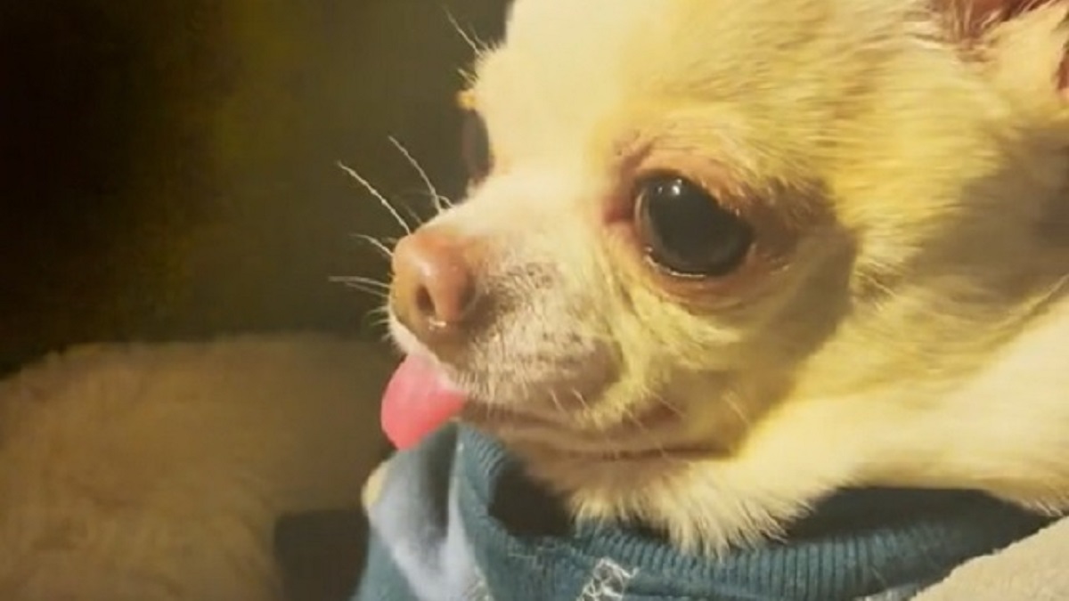 Chihuahua throws cute tantrum when Grandpa leaves him out of Costco trip