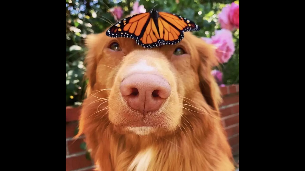 Gentle pup befriends butterflies who found sanctuary in their garden