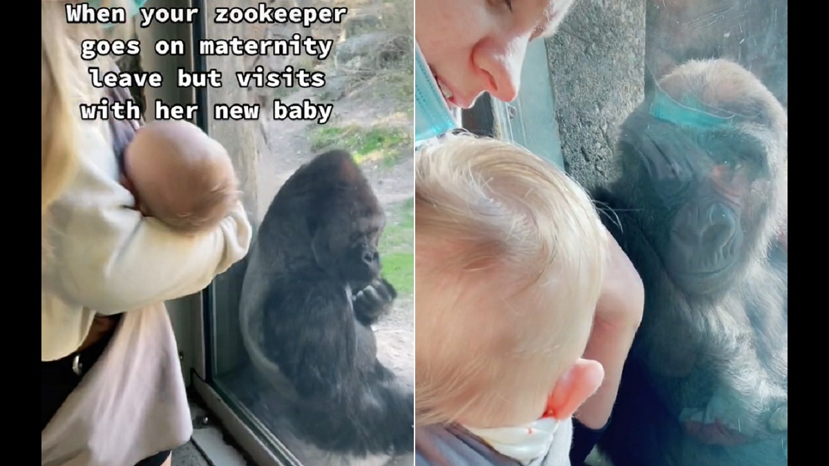 Gorillas introduce themselves to zookeeper's newborn baby