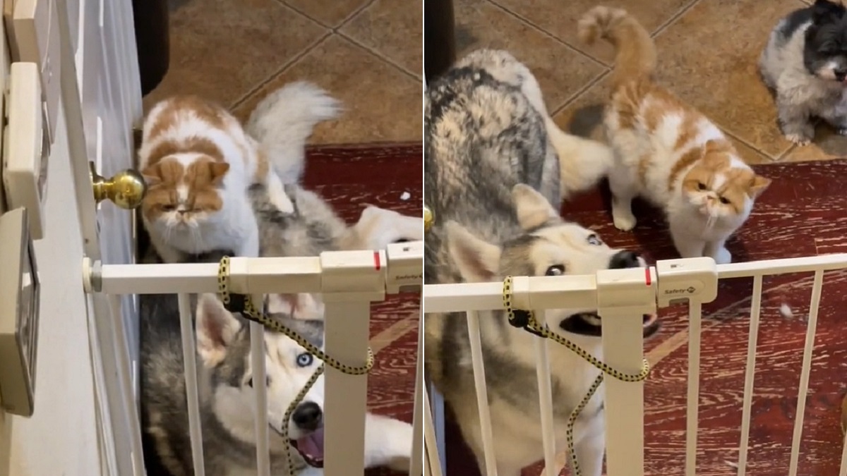 Husky looks mortified when caught chilling with the cat