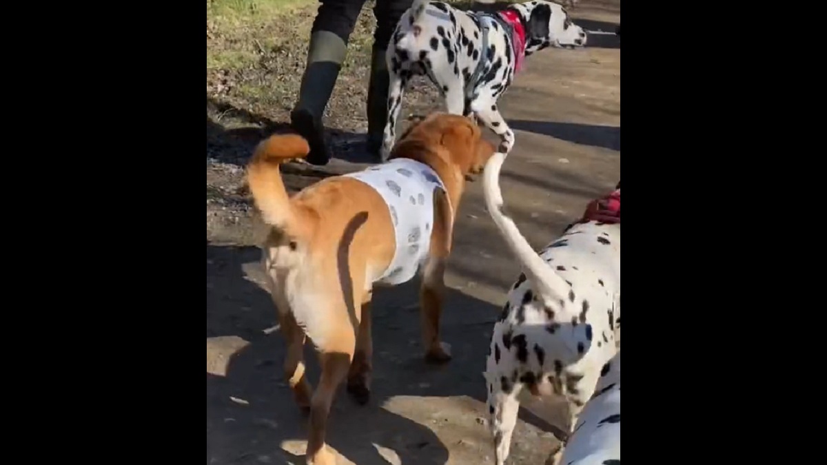 Labrador wears sneaky disguise to join Dalmatian meet-up