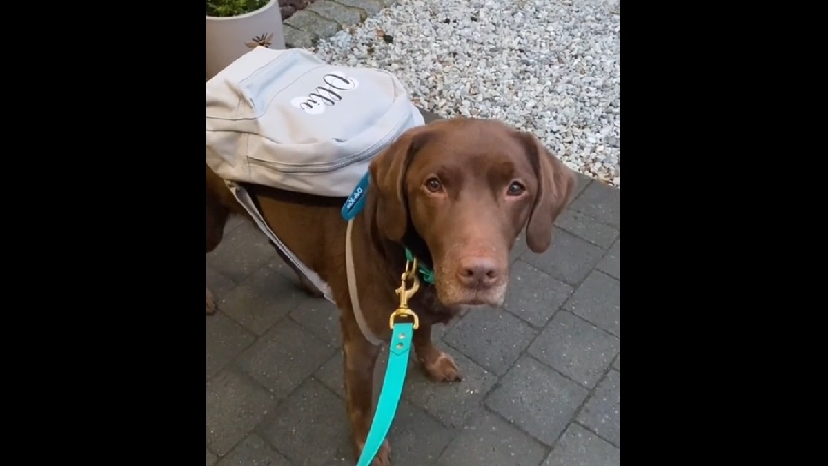 Lovable labrador packs his backpack for surprise trip