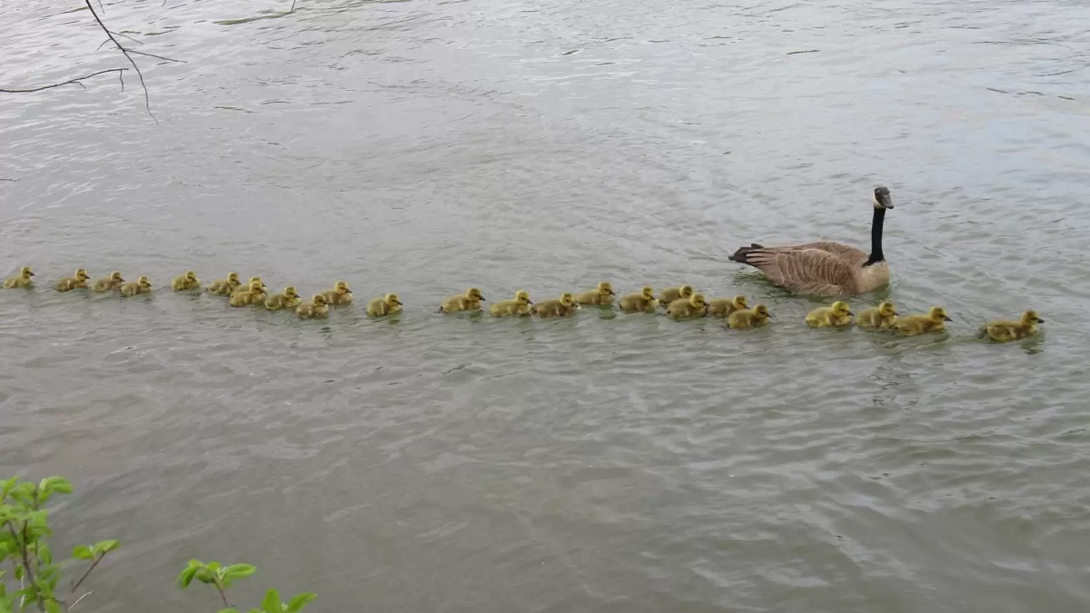 Mother goose cares for all 47 babies