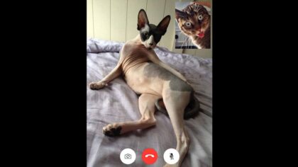 People make hilarious photo edits of cats on long-distance relationships making steamy video calls