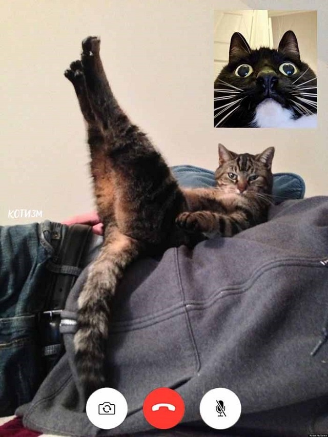 hilarious photo edits of cats on long-distance relationships making steamy video calls