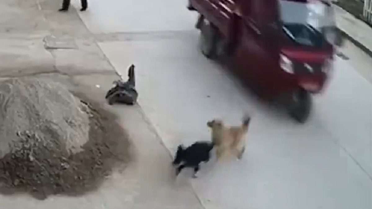 Stray dog saves friend from incoming traffic