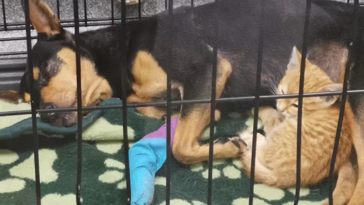 Usually shy kitten sneaks into anxious dog's crate to comfort him