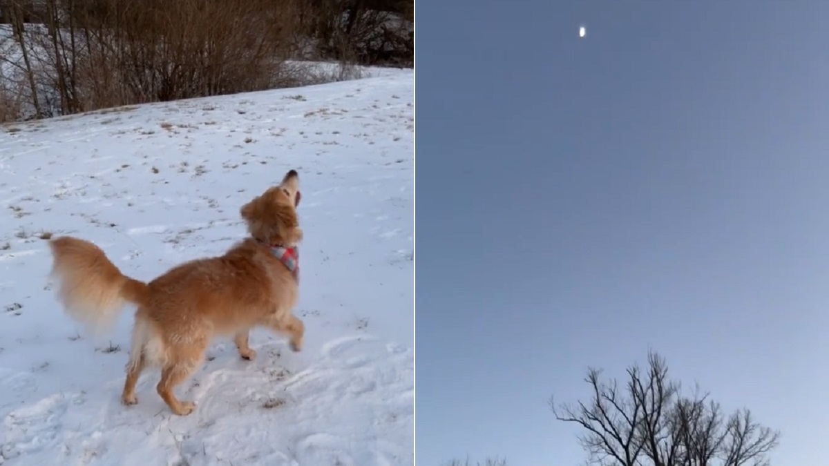 ball-loving dog discovers the moon