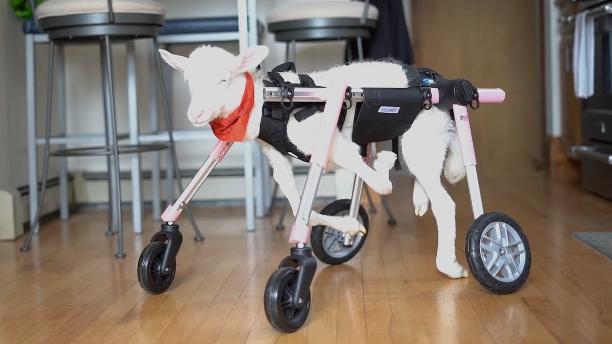 custom wheelchair helps lamb learn to walk again