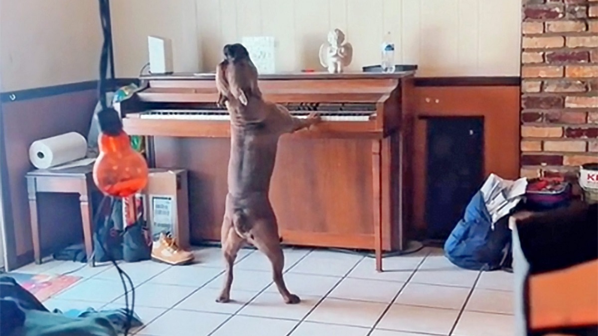 dog sings howls while playing piano