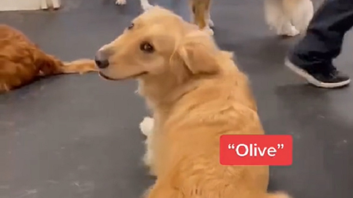 dogs get excited hearing their names called at doggy day care