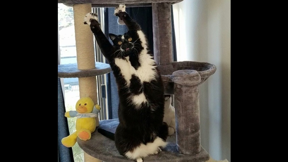 goalkeeper kitty keeps raising paws up in the air