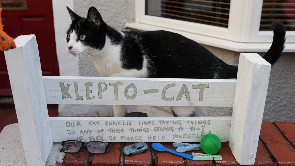 klepto-cat