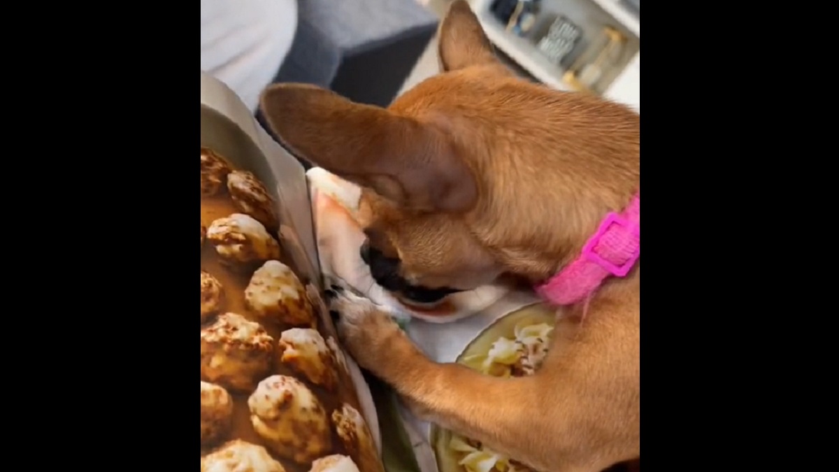 pup tries to eat magazine photo of food