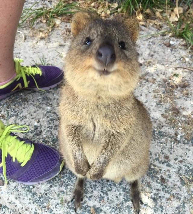 Meet the adorable quokkas who will make you smile with them ...