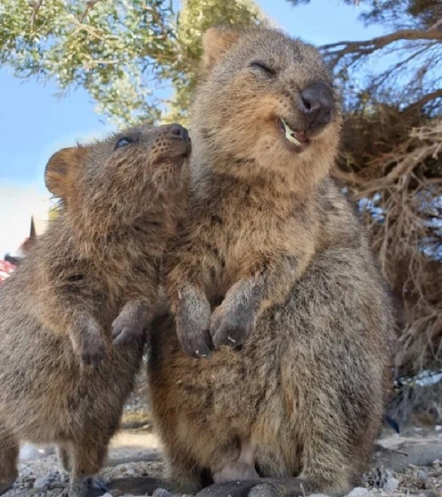 Meet the adorable quokkas who will make you smile with them ...