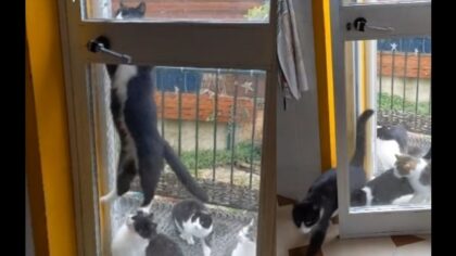 smart cat opens doors for friends