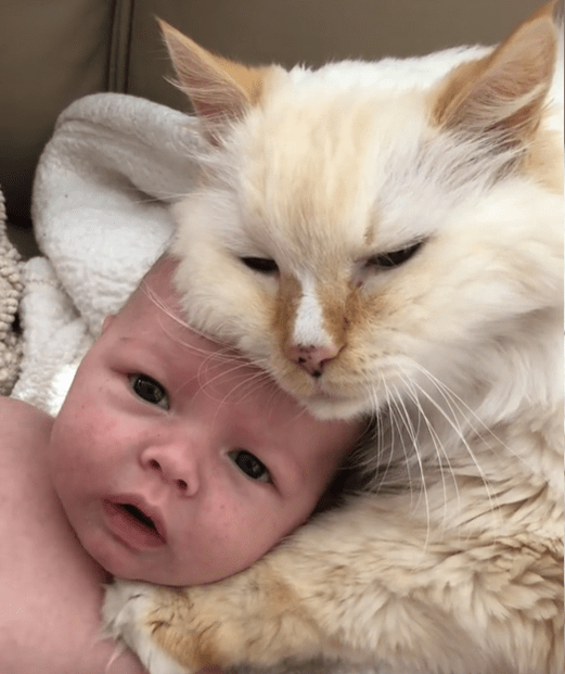 The cutest! Teddy the cat cuddles with human baby brother [Video ...