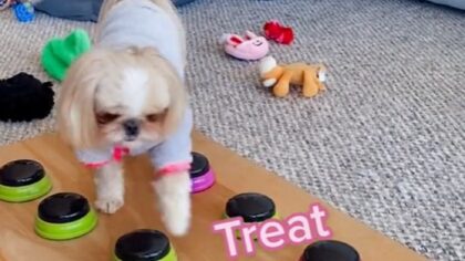 Adorable Shih-Tzu tries to get more treats before cleaning up toys