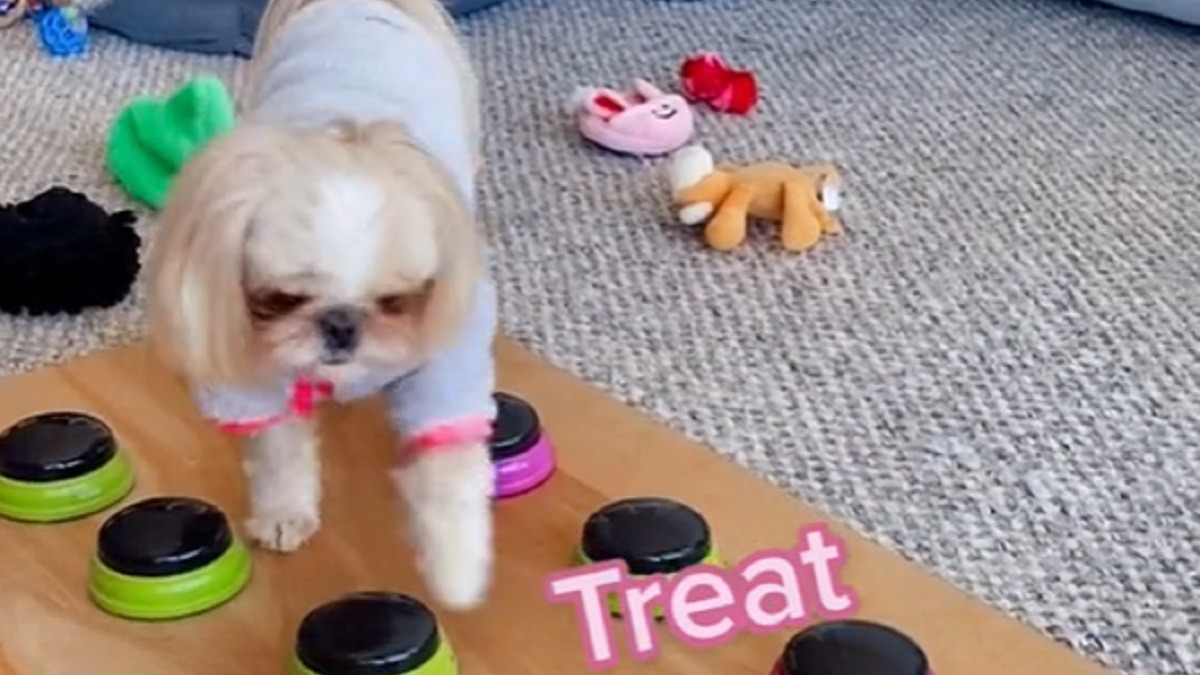 Adorable Shih-Tzu tries to get more treats before cleaning up toys
