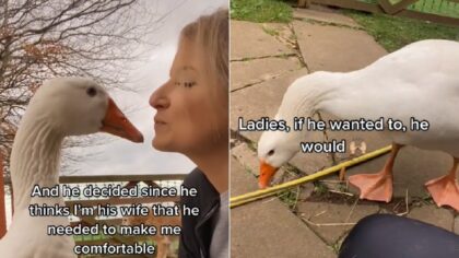 Goose builds nest for beloved human mom whom he sees as his wife
